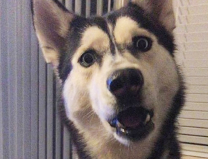 手机号轰炸服务