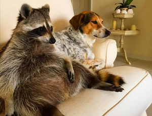 催收短信电话轰炸机