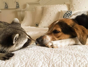 快速发货的在线接收短信验证码