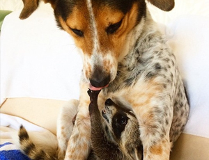 零占用不卡顿的在线接收短信验证码